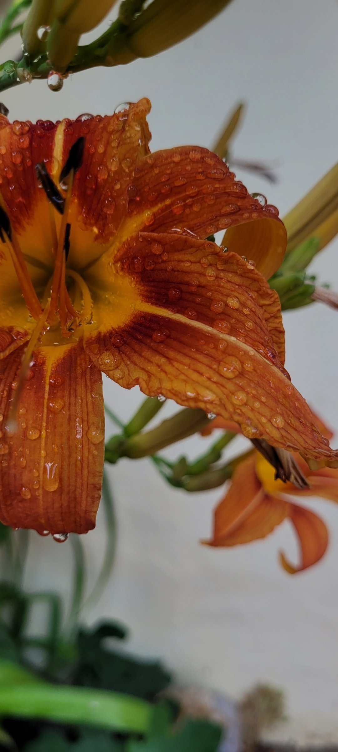 A detailed close-up shot of an orange and yellow Daylily covered in fresh raindrops. Photographed by Fabian Ternis.
